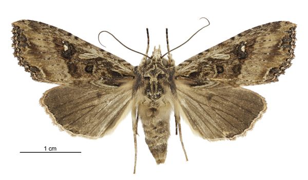 File:Meterana stipata female.jpg