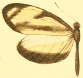 File:Moschoneura pinthous amelina.JPG