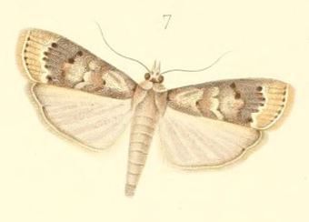 File:Mussidia irisella (Phycis).JPG