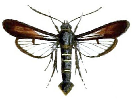 File:Nokona pernix.jpg