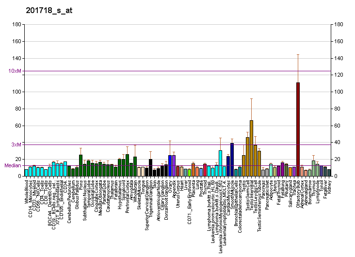 File:PBB GE EPB41L2 201718 s at fs.png