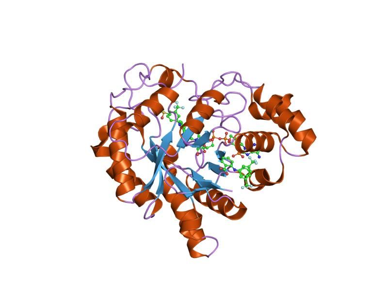 File:PDB 1s2c EBI.jpg