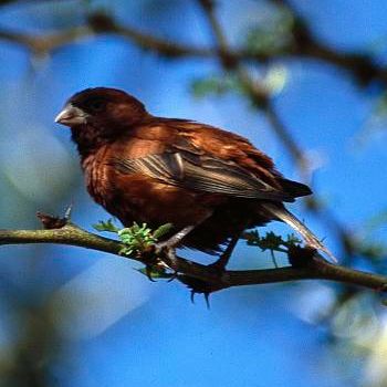 File:Passer eminibey -Kenya -male perching on branch-8-4c.jpg