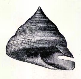 File:Perotrochus quoyanus 001.jpg