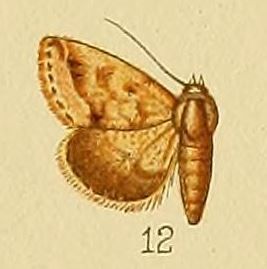 File:Pl.152-12-Eublemma apicata Distant, 1898.JPG