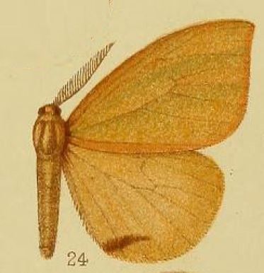 File:Pl.38-24-Heteronygmia strigitorna Hampson, 1910.JPG