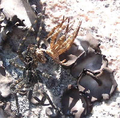 File:Spidermoulting.jpg