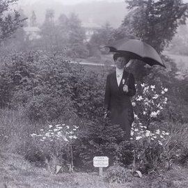 File:Suffragette Lillian Dove-Willcox 1911 planting (cropped).jpg