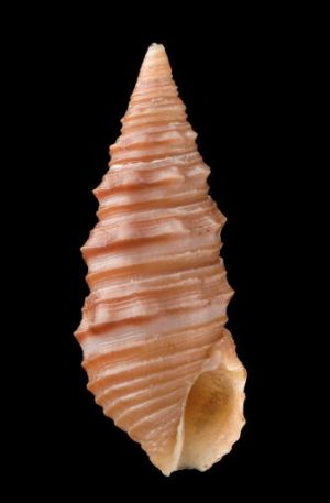 File:Turridrupa albofasciata 001.jpg