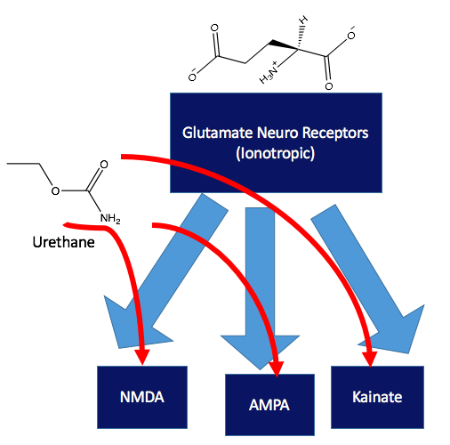 File:Urethane interactions with glutamate receptors.png