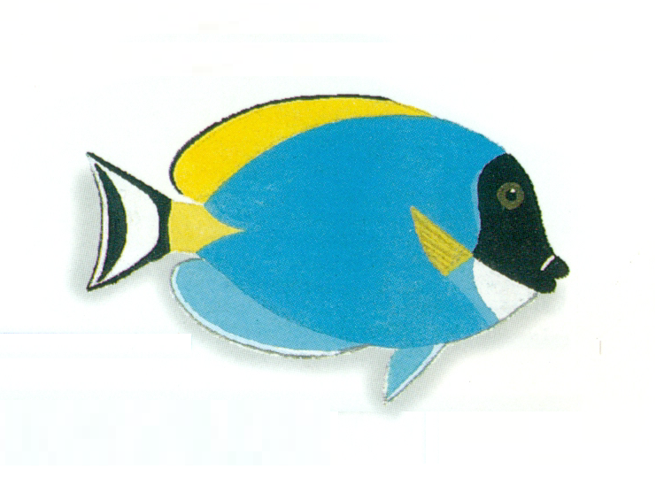 File:XRF-Acanthurus leucosternon.png