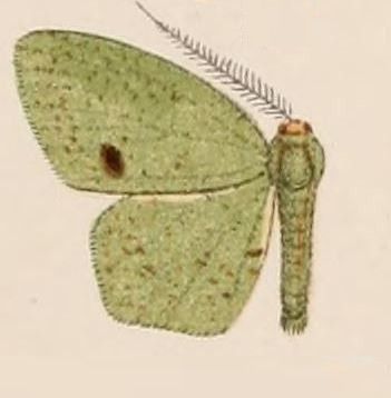 File:04-Hypochrosis hypoleuca=Heterolocha hypoleuca Hampson, 1907.JPG