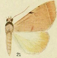 File:21-(Ctenusa rectilinea psamatha) Ctenusa curvilinea Hampson, 1913.JPG