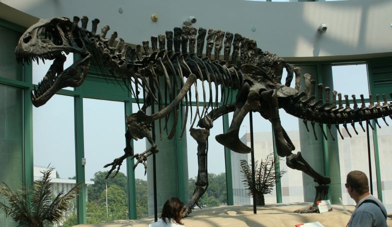 File:Acrocanthosaurus skeleton (1).jpg