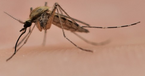 File:Aedes dorsalis.png