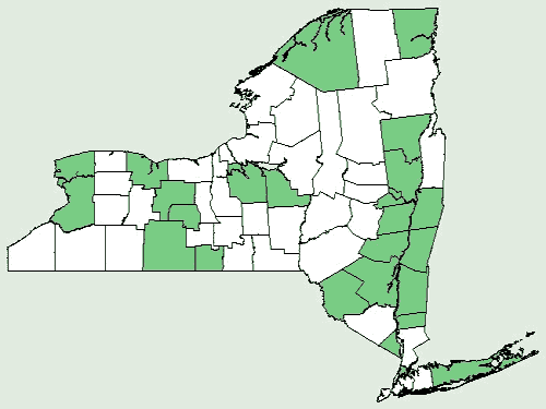 File:Agalinis tenuifolia var tenuifolia NY-dist-map.png