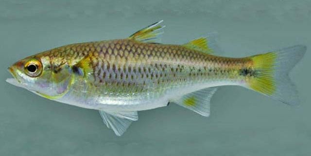 File:Agonostomus monticola USGS.jpg