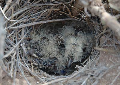 File:Alauda razae chicks.jpg