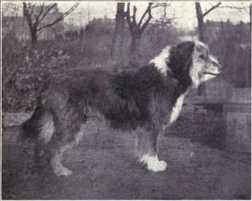 File:Bearded Collie from 1915.JPG