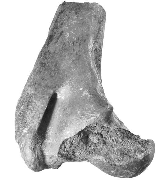 File:Brachalletes palmeri femur.jpg