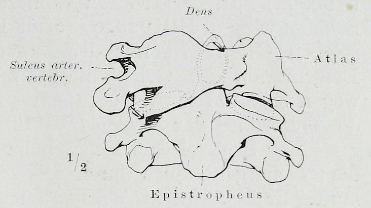 File:Braus 1921 71.png