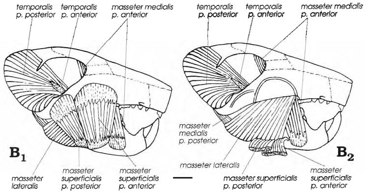 File:Catopsbaatar jaw muscles.jpg