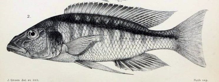 File:Champsochromis spilorhynchus.jpg