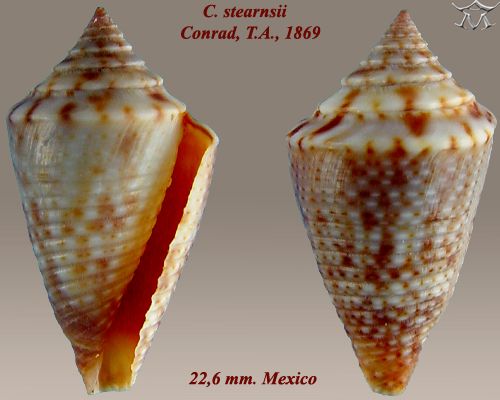 File:Conus stearnsii 1.jpg