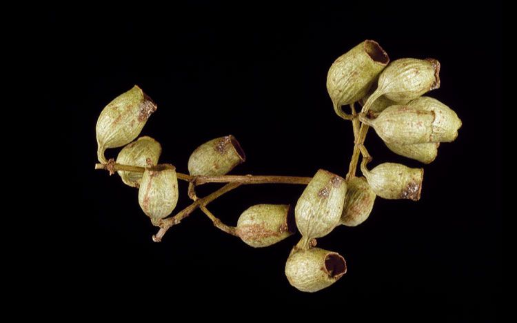 File:Corymbia tessellaris fruit.jpg