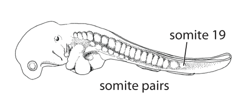 File:D2ff. somite pairs (V04b ff).png