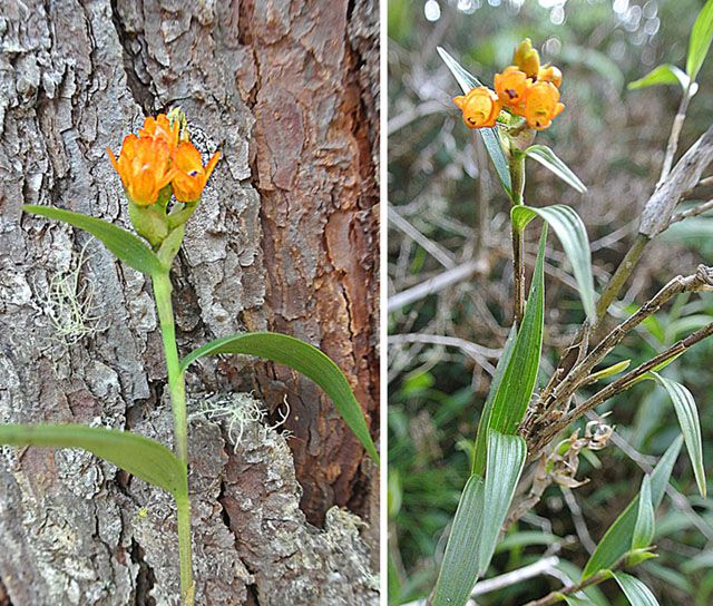 File:Elleanthus aurantiacus (14791151485).jpg