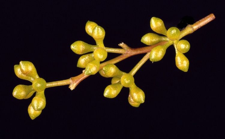 File:Eucalyptus mannifera buds.jpg