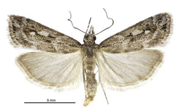 File:Eudonia ustiramis male.jpg