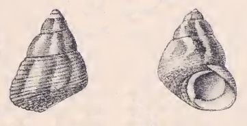 File:Gibbula stoliczkana 001.jpg