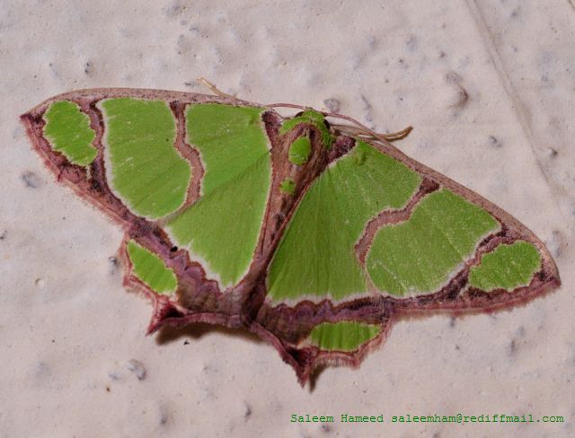 File:Greenmoth sal.jpg