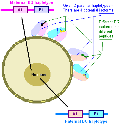 File:HLA-DQ protein.PNG