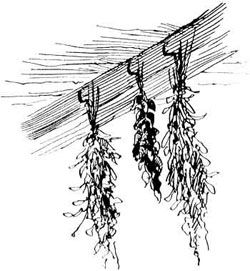 File:Herbs Hung to Dry.jpg