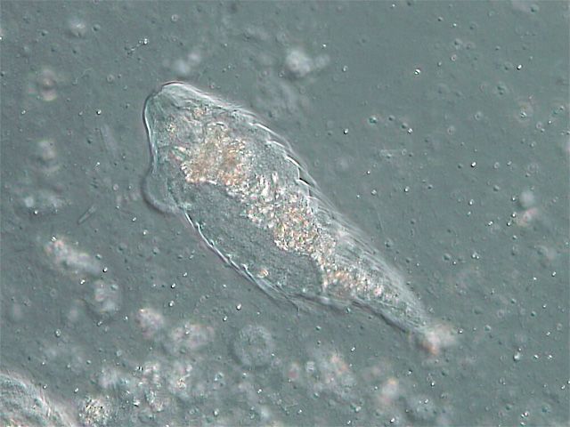 File:Hypermastigida.jpg