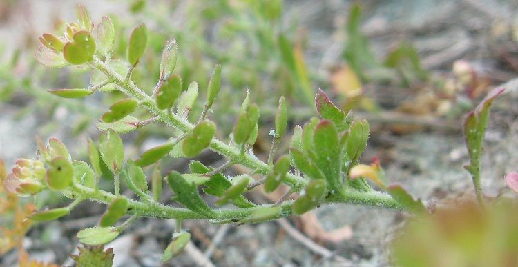 File:Lepidium oblongum.jpeg