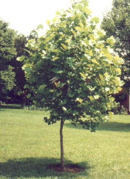 File:Moon Tree in Piedmont, South Carolina, 1980s.png