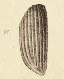 File:Nebria paleomelas Scudder 1890 pl2 Fig20.png