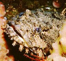 File:OysterToadfish.jpeg