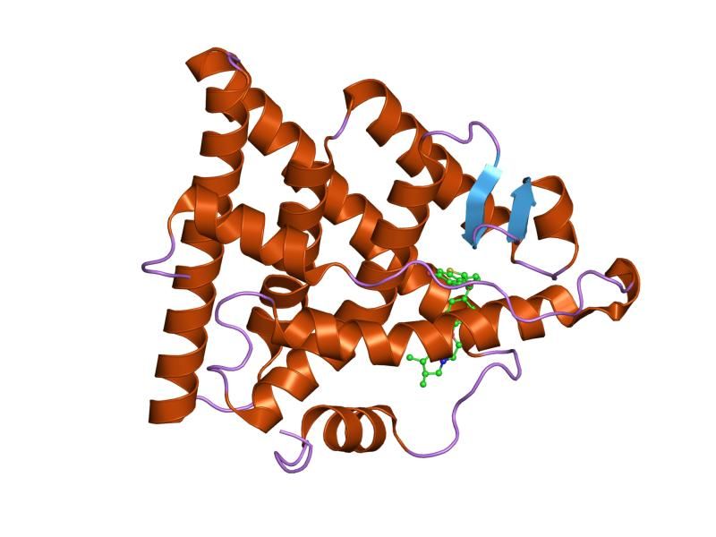 File:PDB 1xp6 EBI.jpg