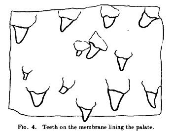 File:Palate teeth of giant squid, 1933.jpg