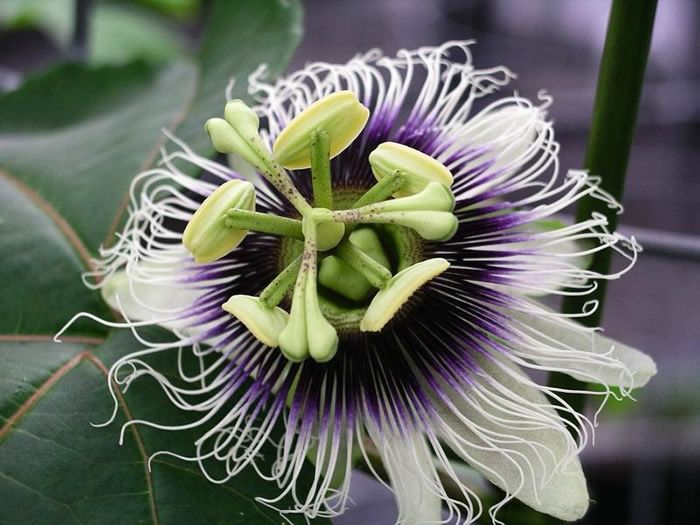 File:Passiflora edulis forma flavicarpa.jpg