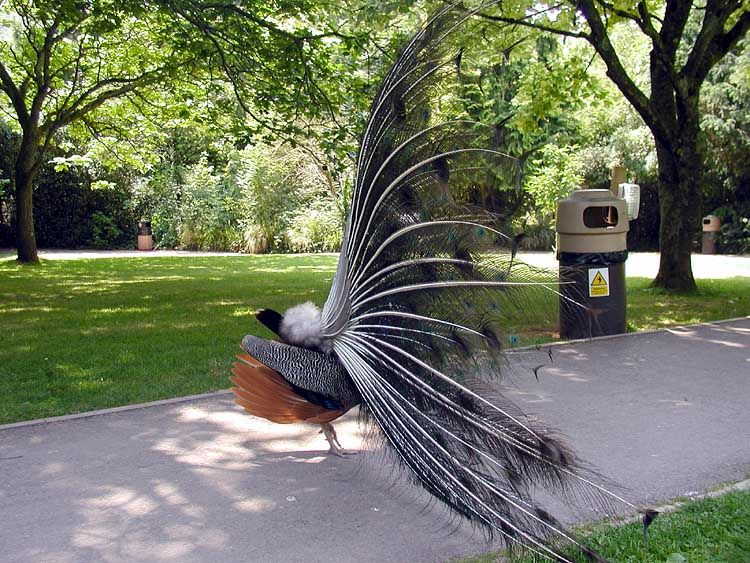 File:Peacock from the rear.jpg