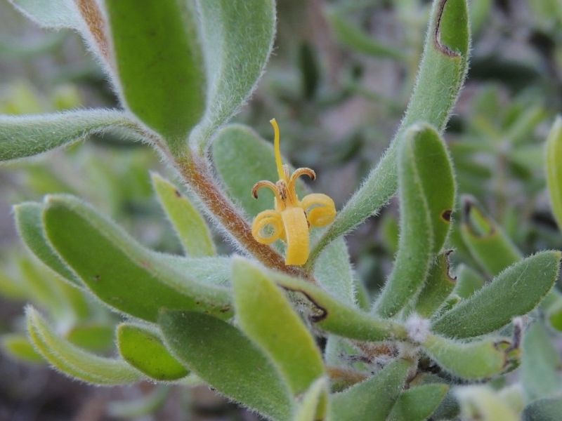 File:Persoonia rigida.jpg