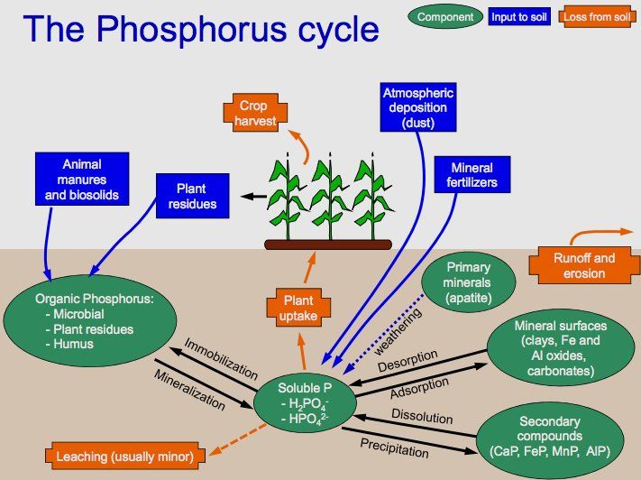 File:Phosphorus Cycle copy.jpg