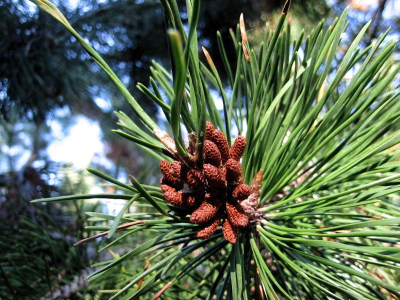 File:Pinus contorta 8030.jpg