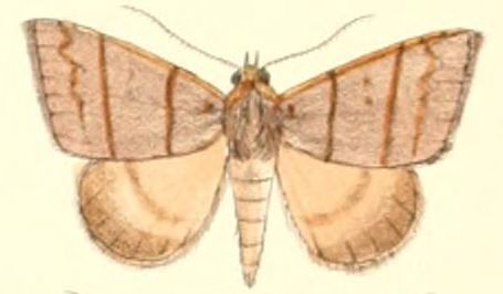 File:Pl.5-22-Plecoptera quadrilineata (Moore 1882) (Poaphila).JPG